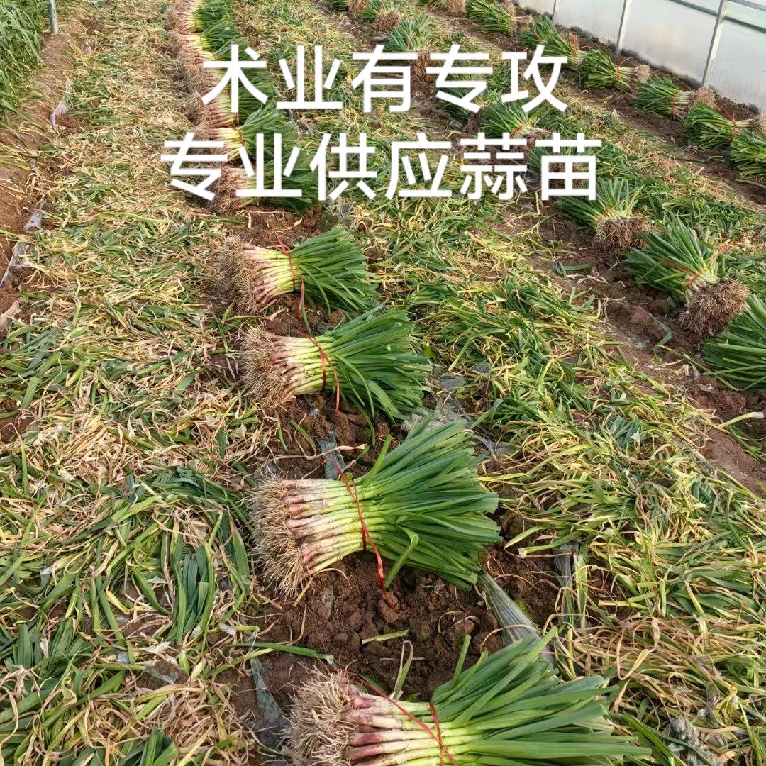 专业代发，全国发货