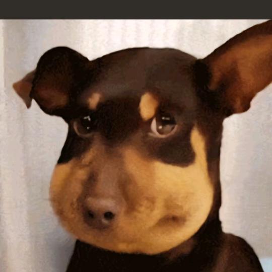 熊猫送外卖笋到家了🦋