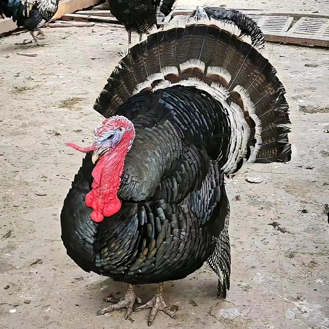 江苏泗洪火鸡珍珠鸡养殖