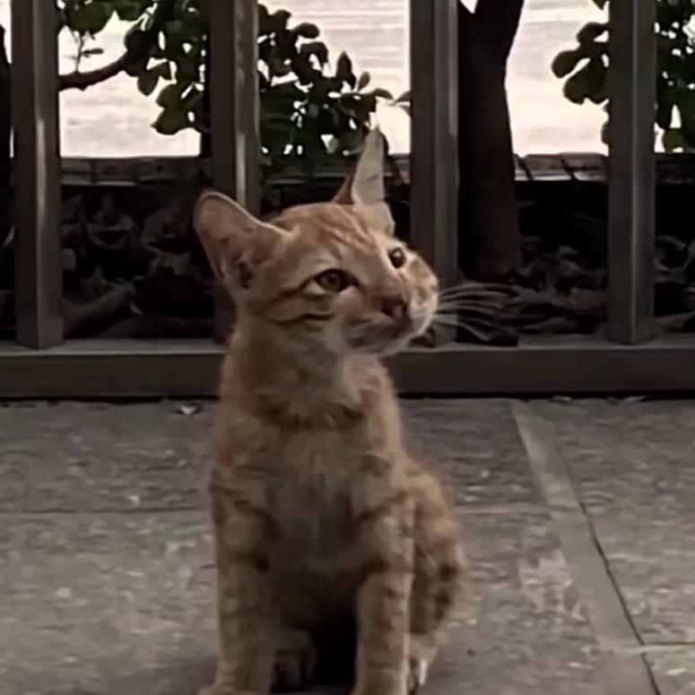 😦啊？啥呀？什么？干哈？昂行叭