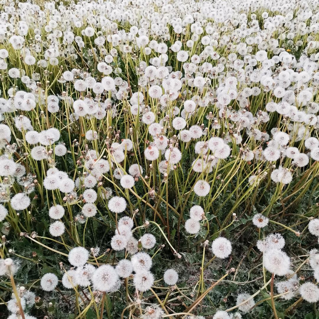 斑斑教练