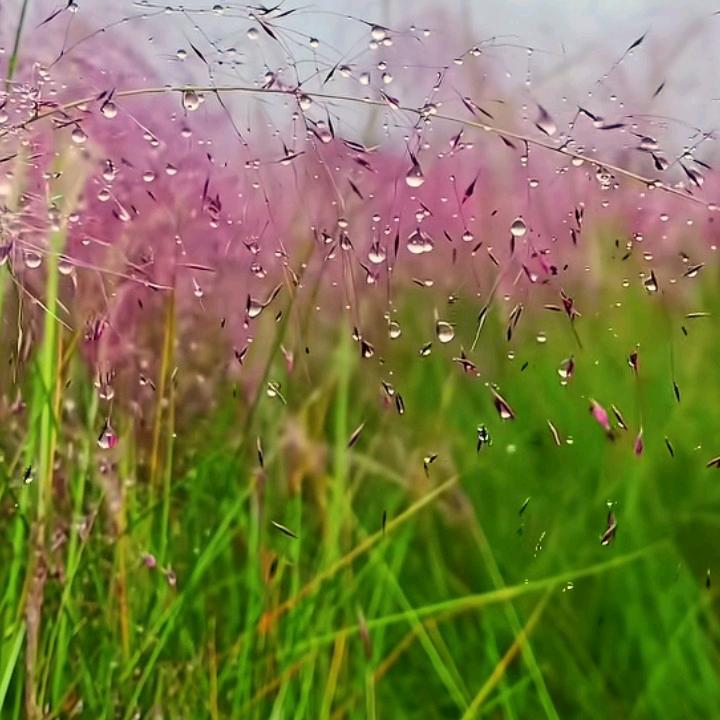 指甲花🌸