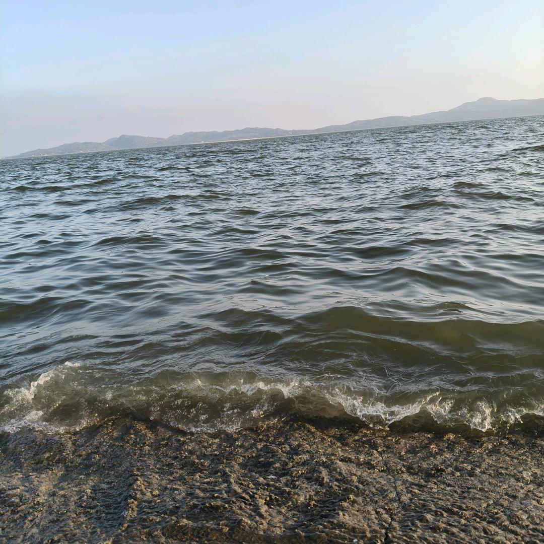 小黄蜂