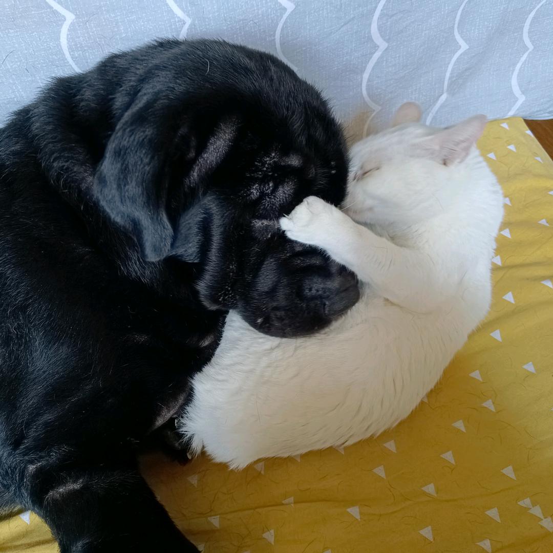 白玫瑰家的笨笨