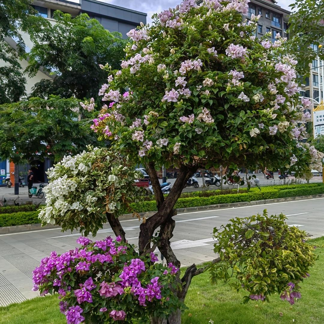 高明