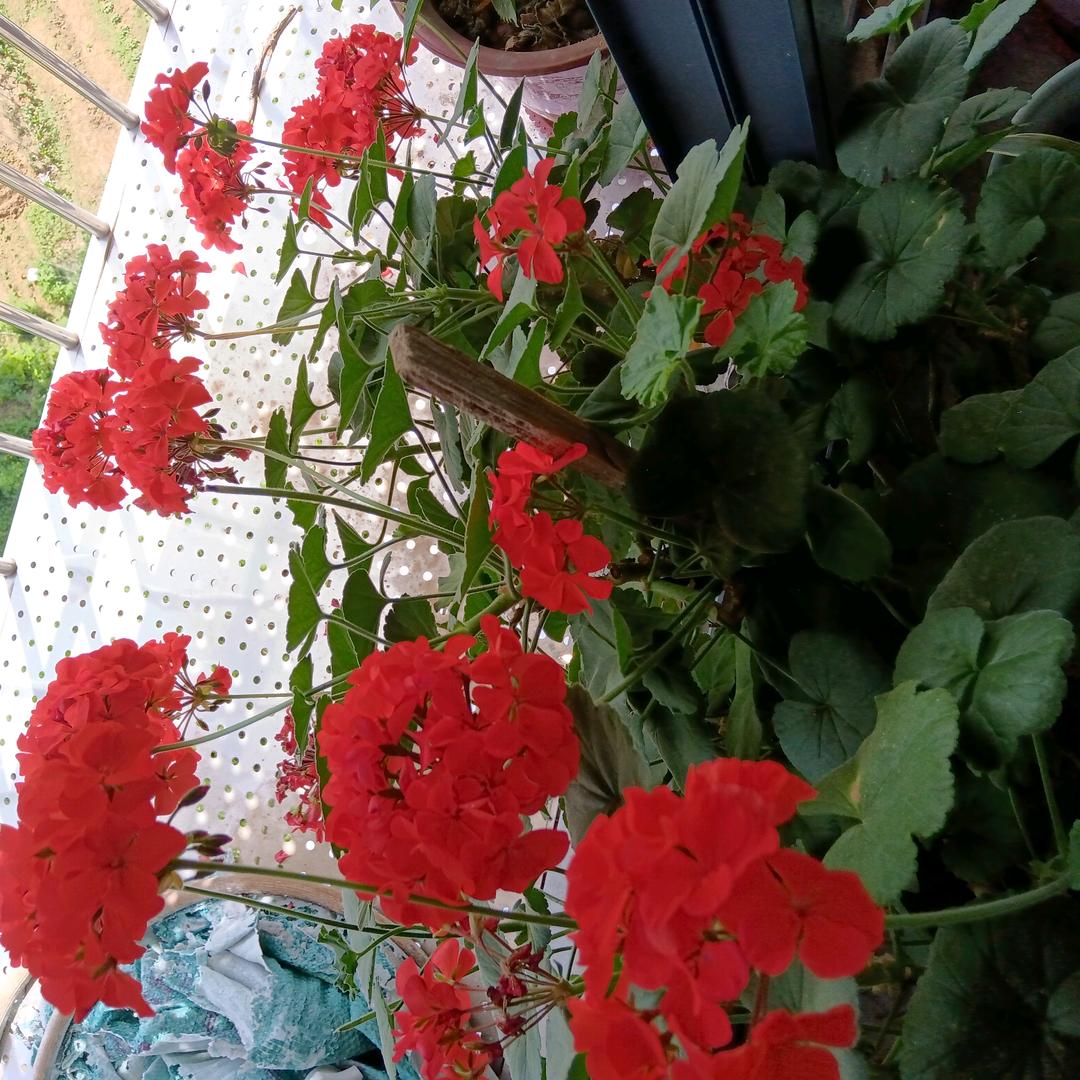 活着就是胜利✌