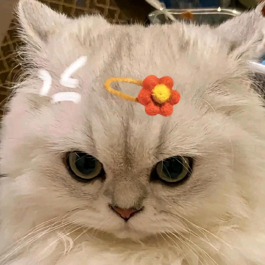 猫猫头像