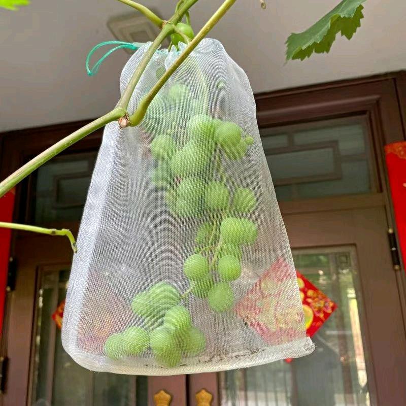 王者归来吧2025