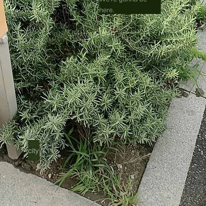 钦哥