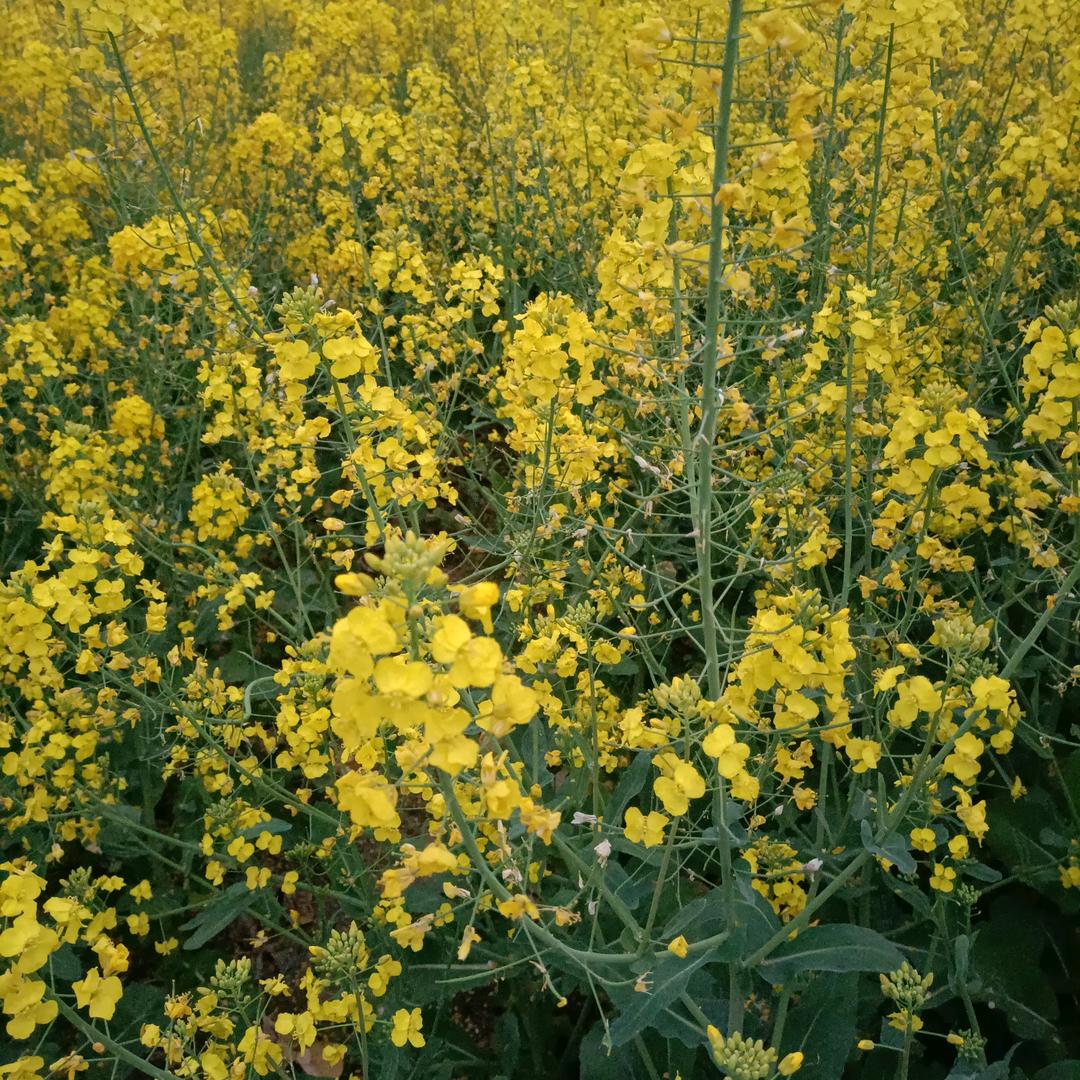 花海泛邹