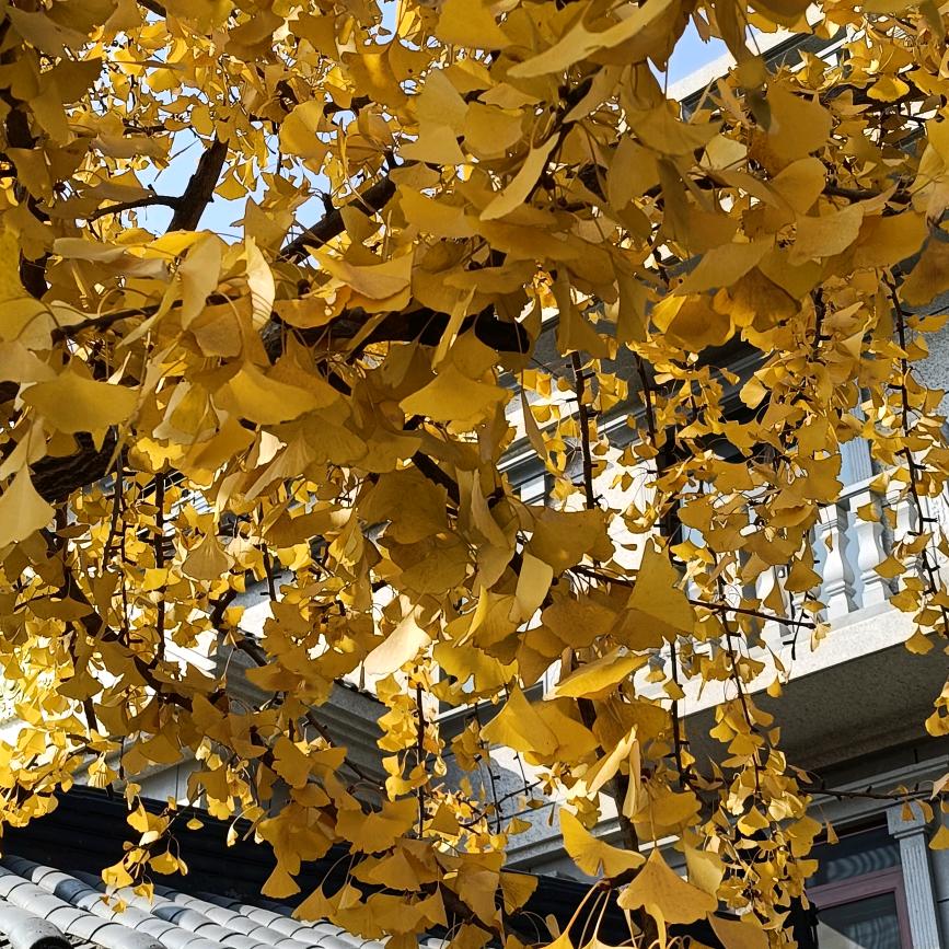 沉默不语