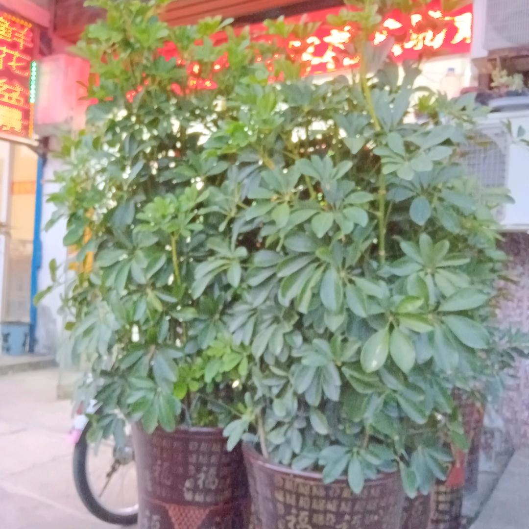 一个好人一生平安