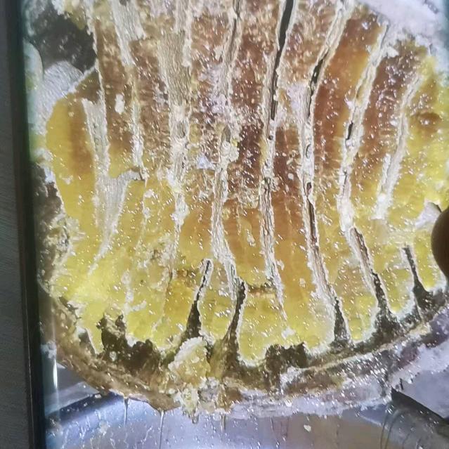 长期出售土蜂