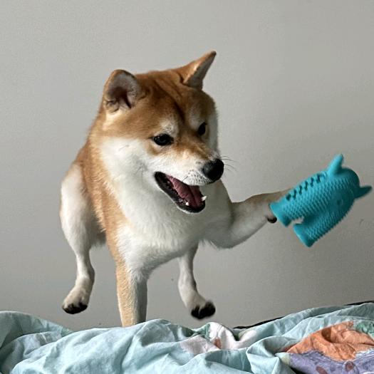 火炬蛋少