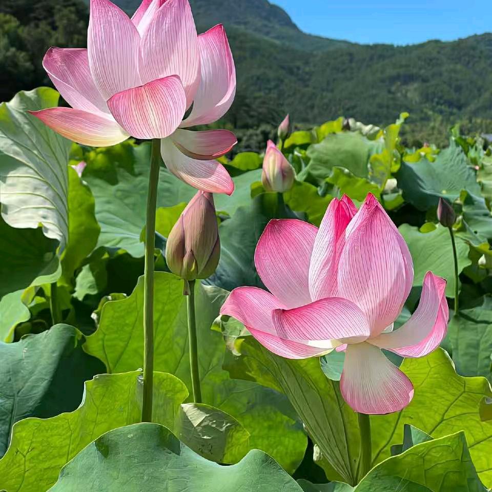 花开的季节，大气大度优美，微笑