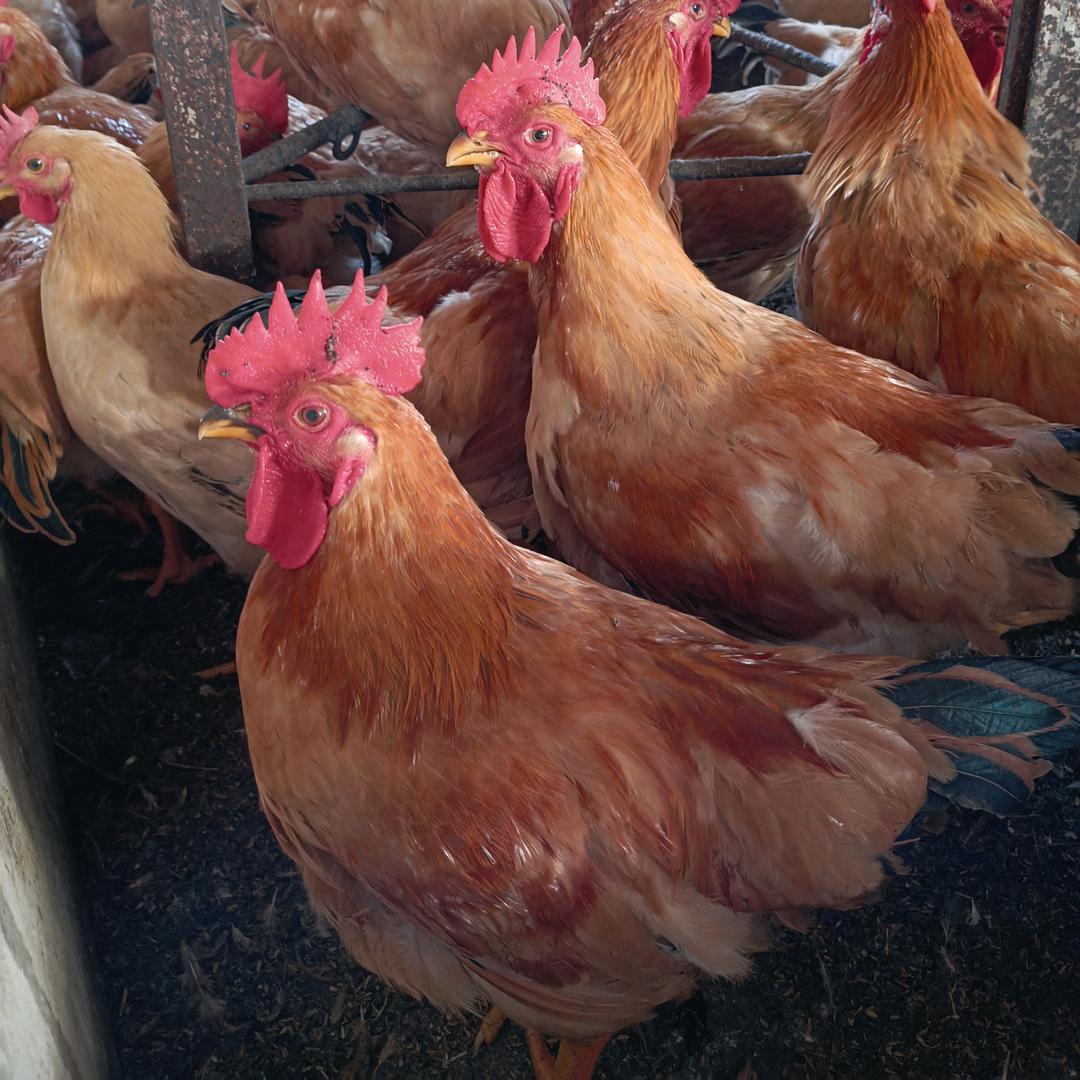 文哥红公鸡养殖
