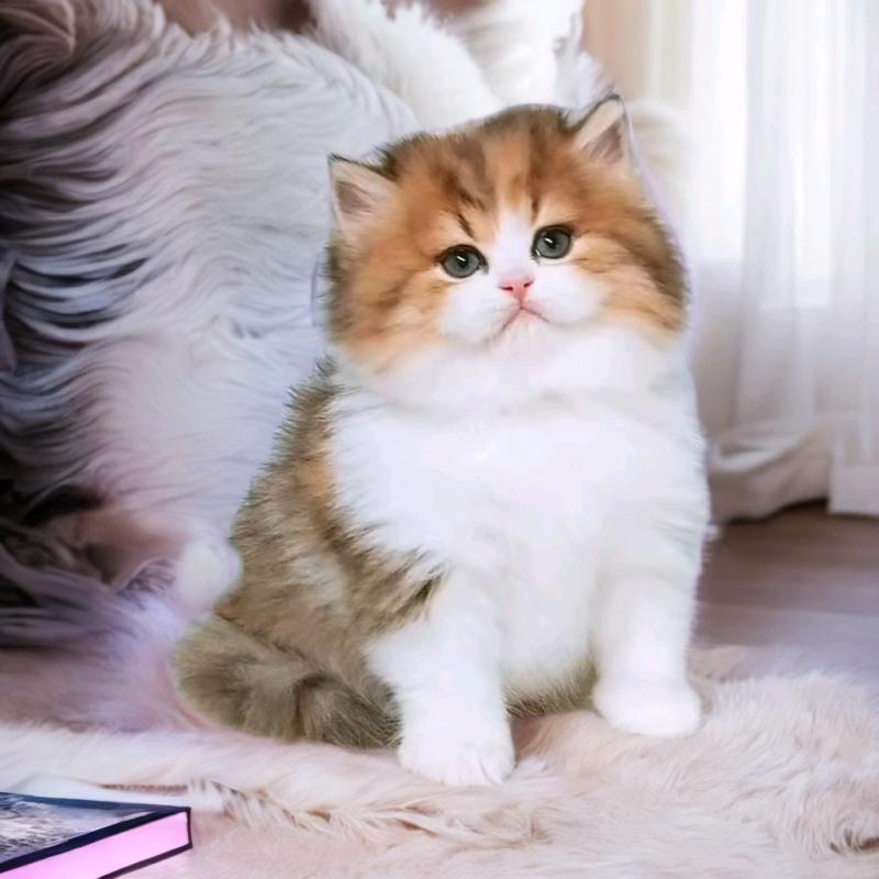 喵哒哒精品矮脚猫屋