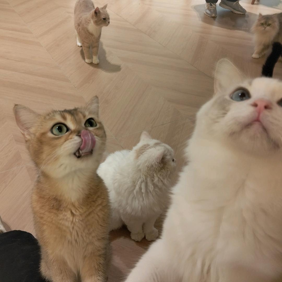 小不忍则卖大萌🍋