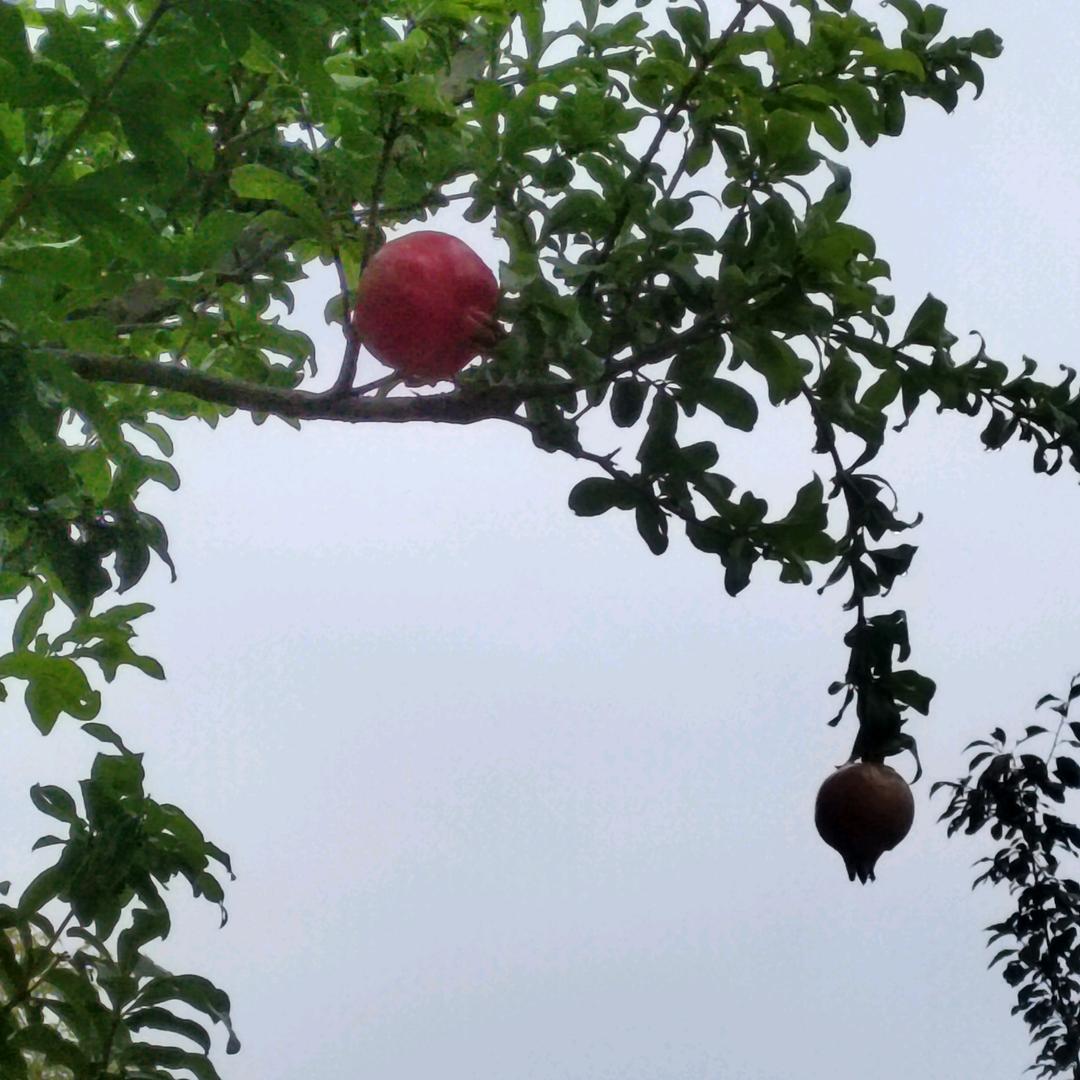 华夏十里春风刘姐