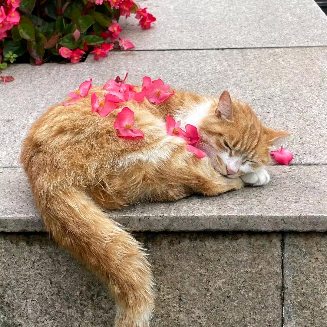 𝘾𝙖𝙢𝙚𝙡𝙡𝙞𝙖🧸