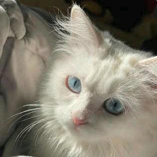 森戈