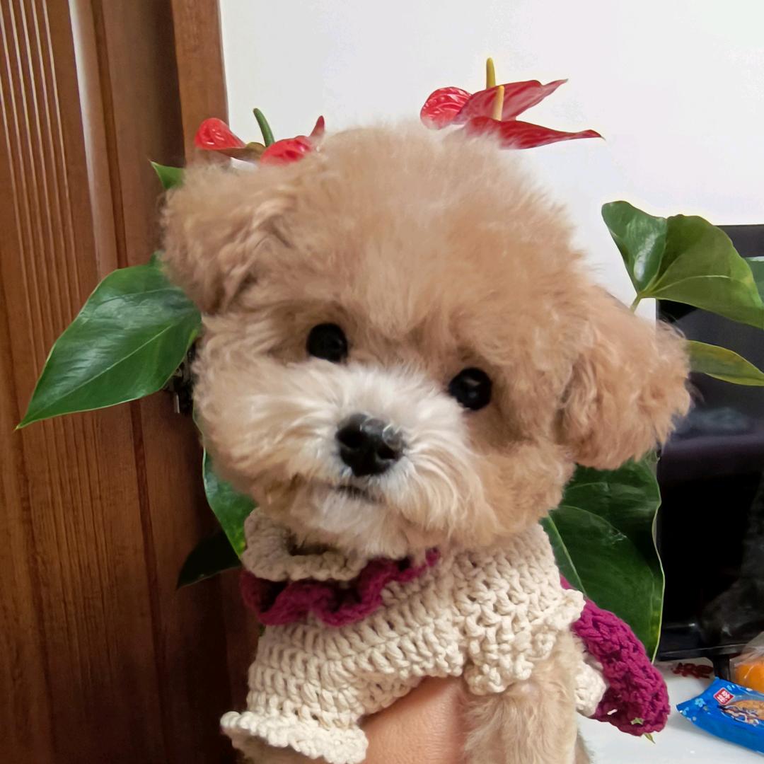 是小可乐呀～