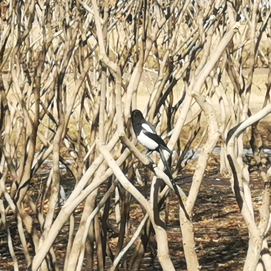 浪客一舍得一Zh