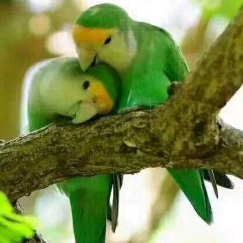 💕ꦿ҉珍惜ᨶ才႒配拥有ᩚᥫᩣ໌້ᮨ: