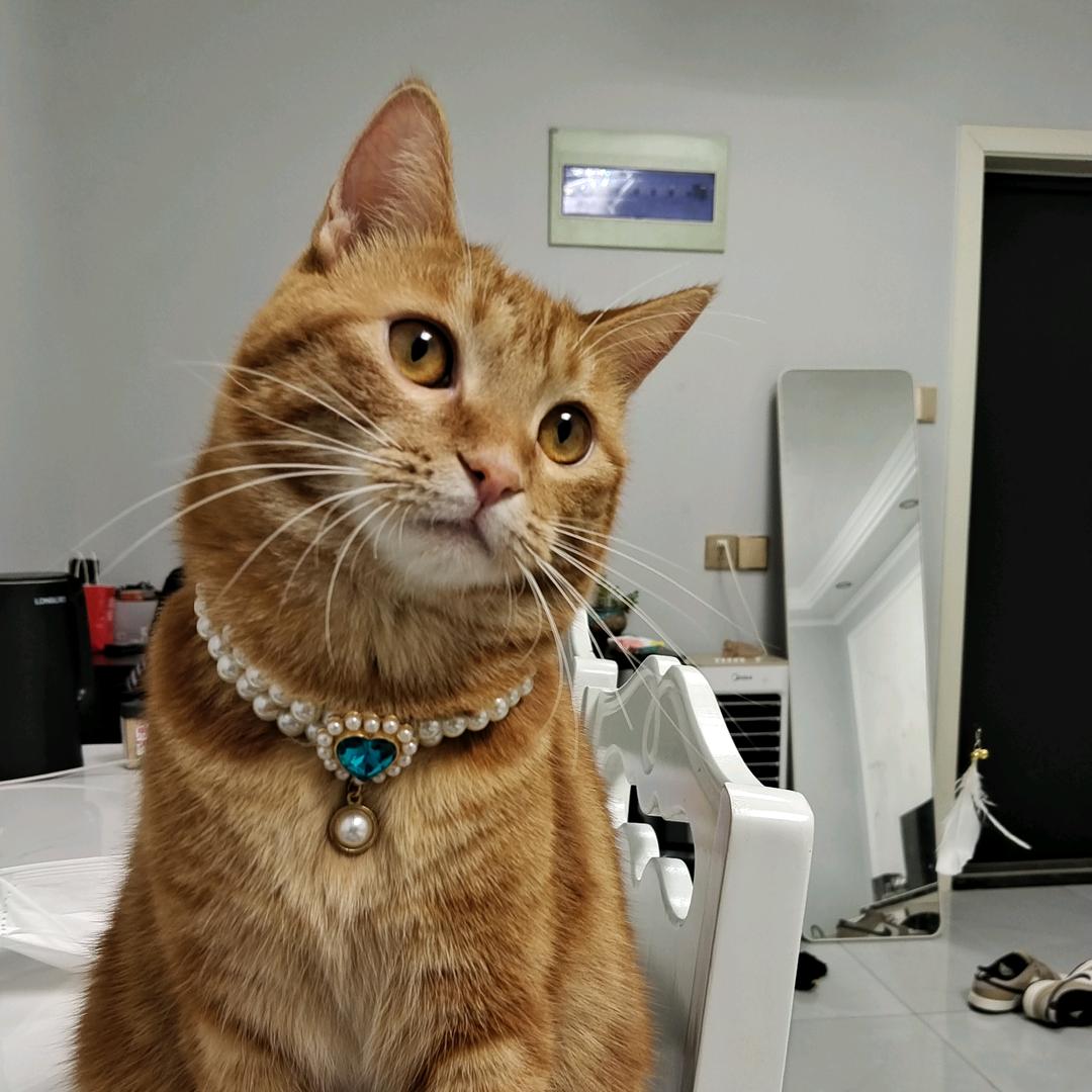小猴妈妈
