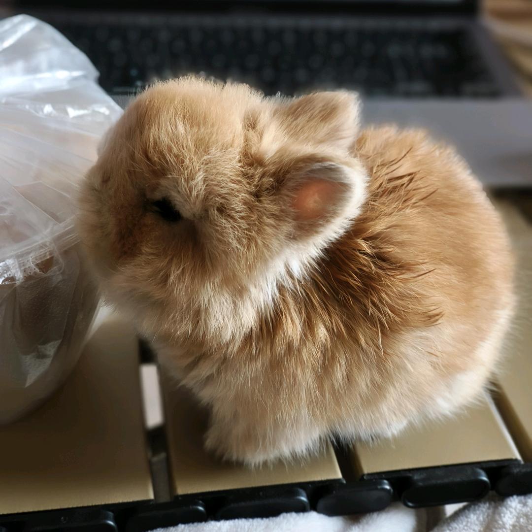 小满麻麻