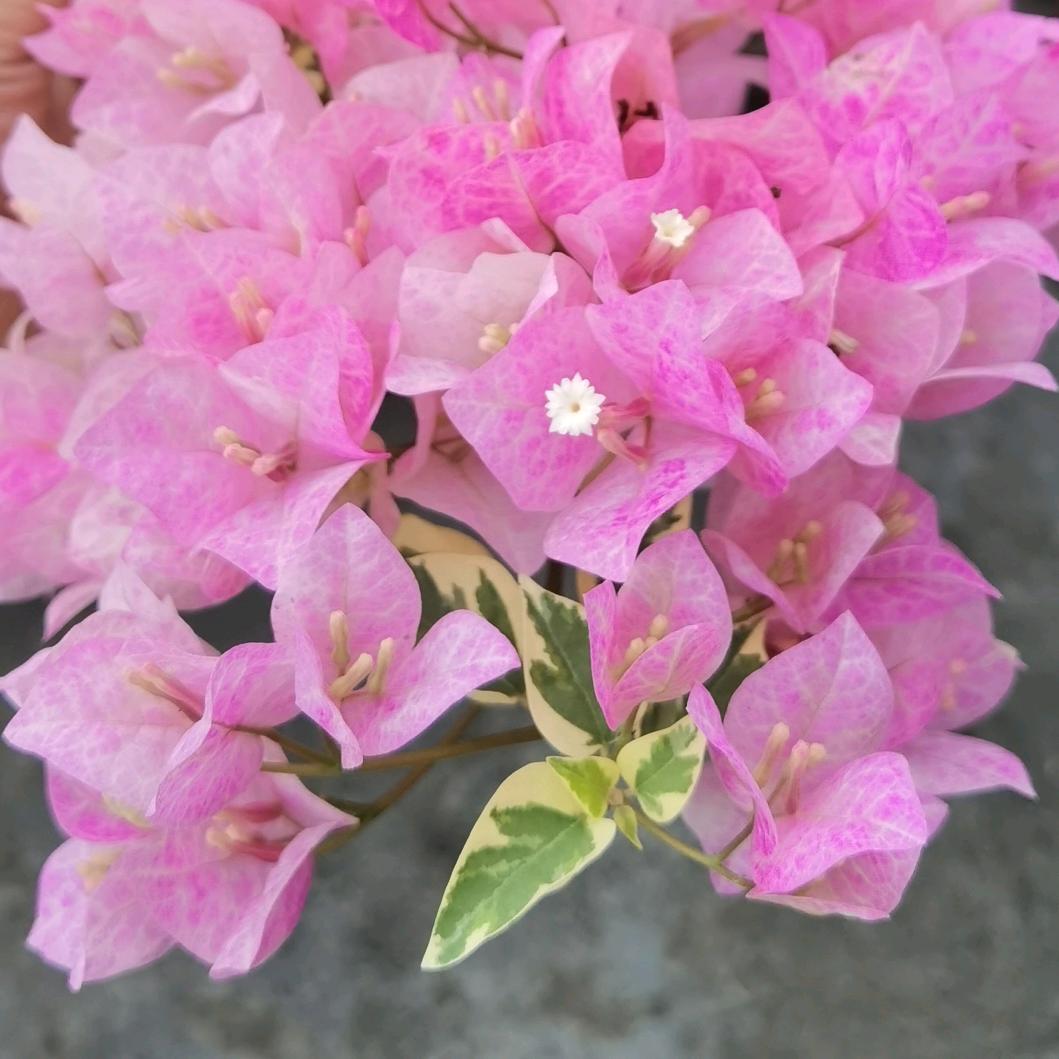 🌈我生贫道