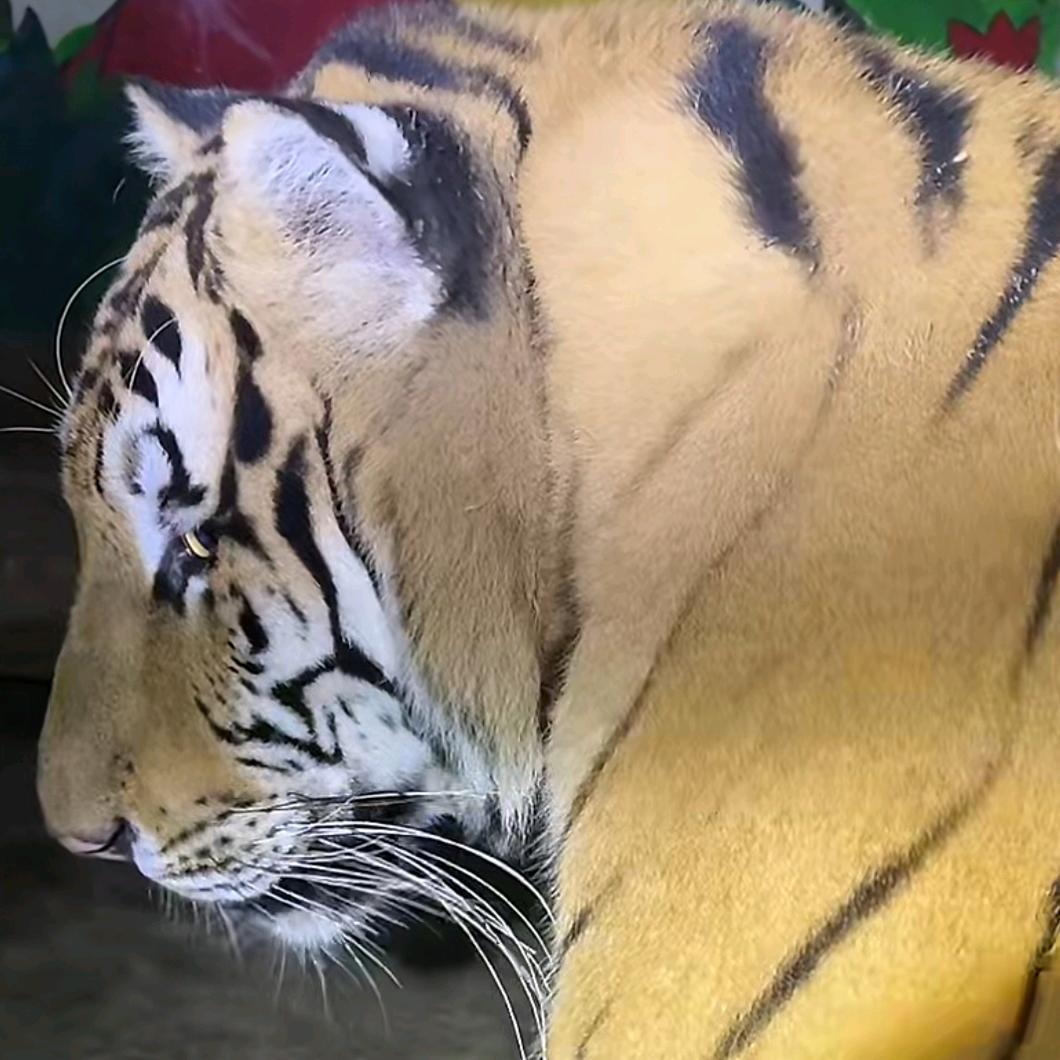 独行猎手