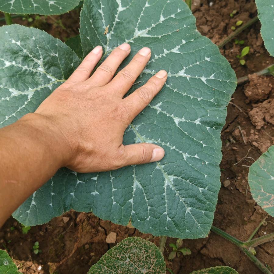 密本贝贝南瓜种植