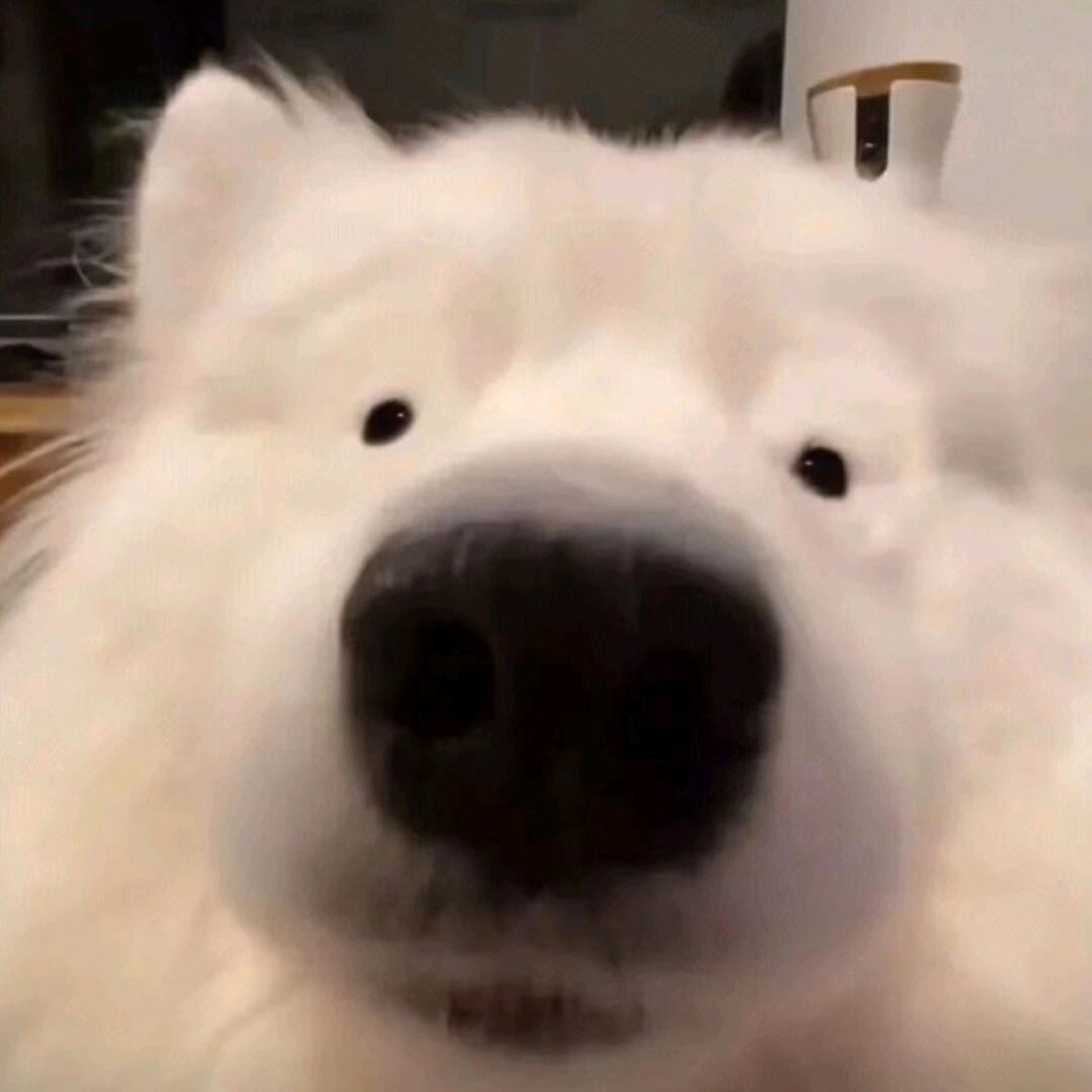 爆笑二狗