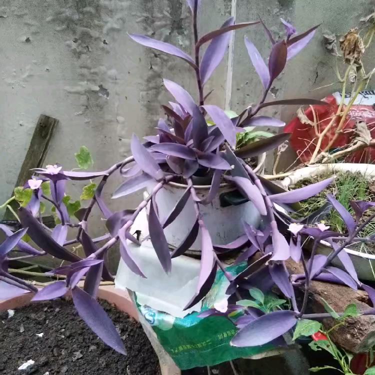 龙山兰花