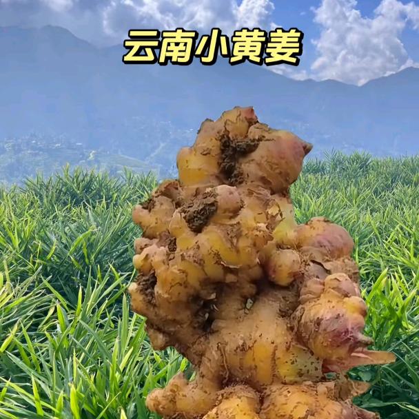 罗平母姜保卫连