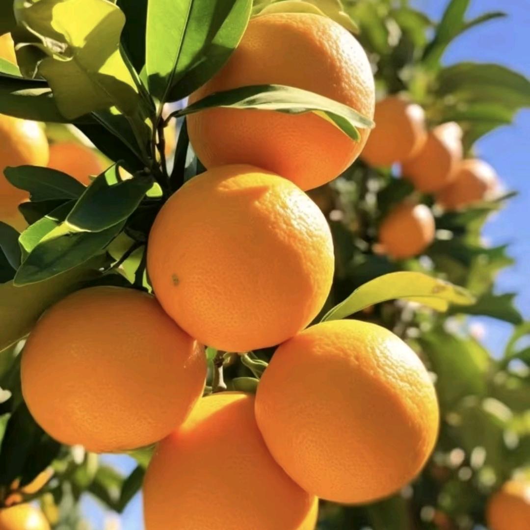 果鲜优先水果明日达