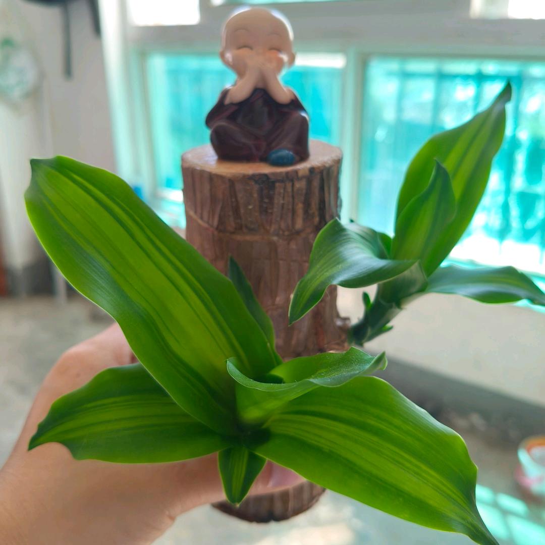 (凌乱的心)🌺