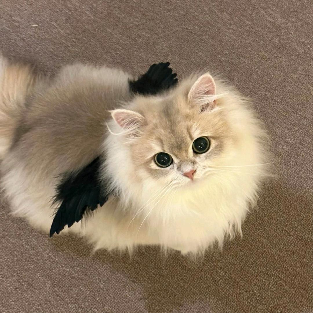 心安苄