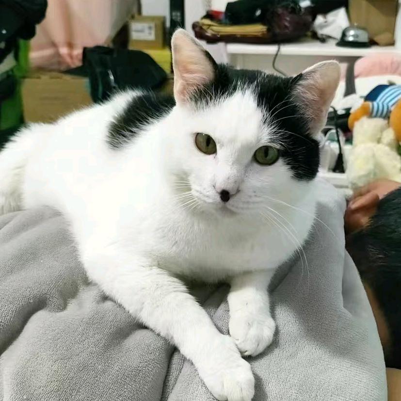 妹妹是一只猫