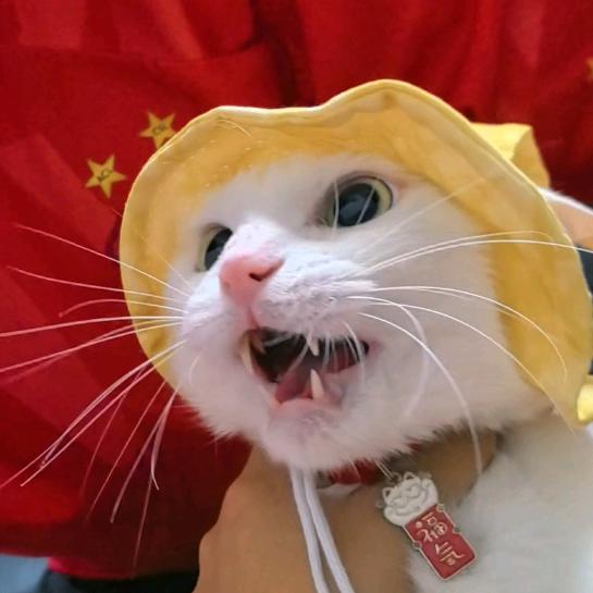 翠花同学的猫