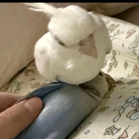 泪烬羽