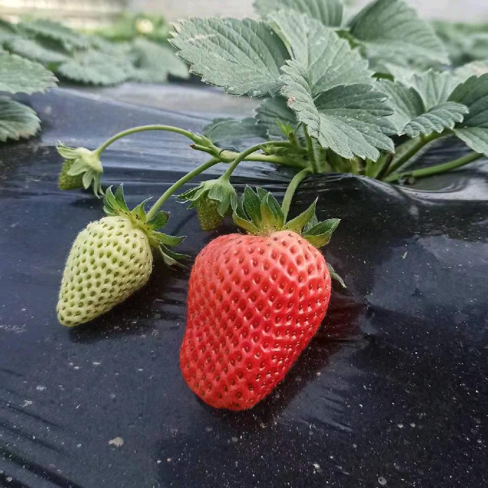 定西！瑞琪草莓采摘园