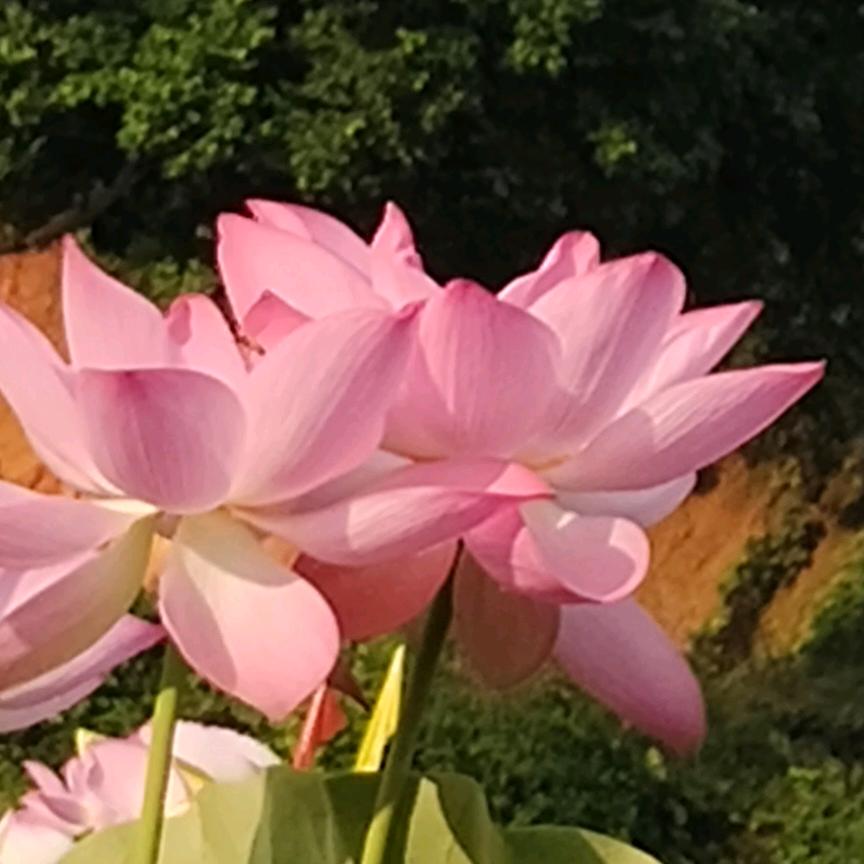 杜鹃花