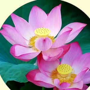 能念2