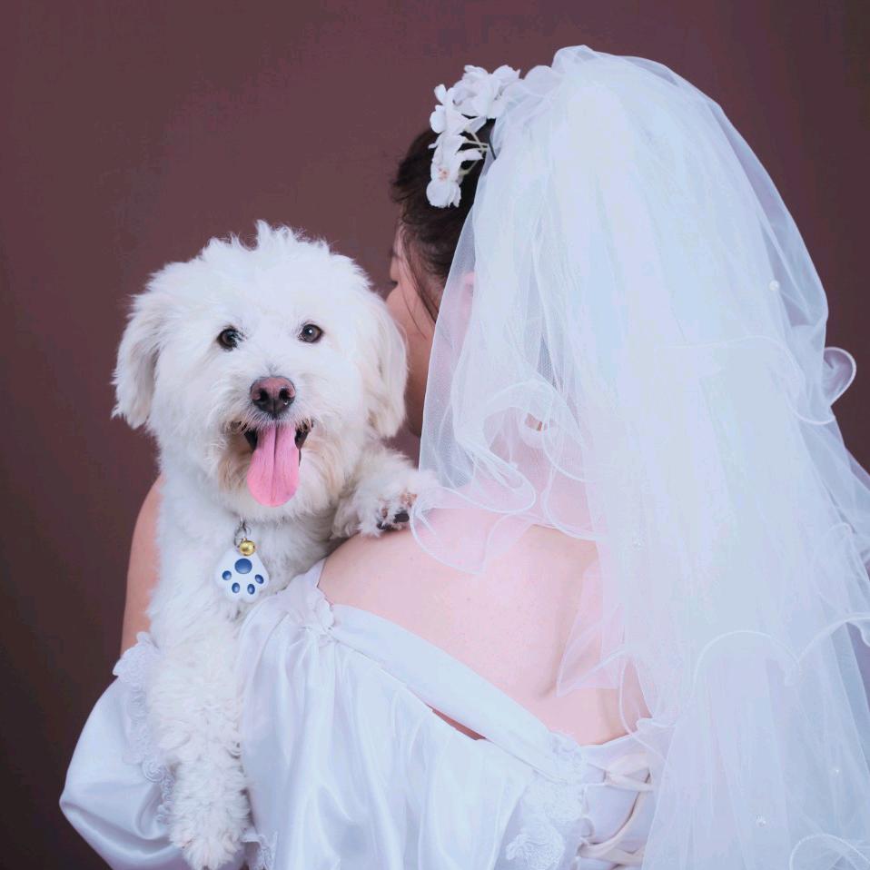团子🐶