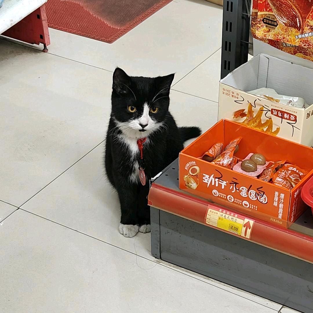 小乖才