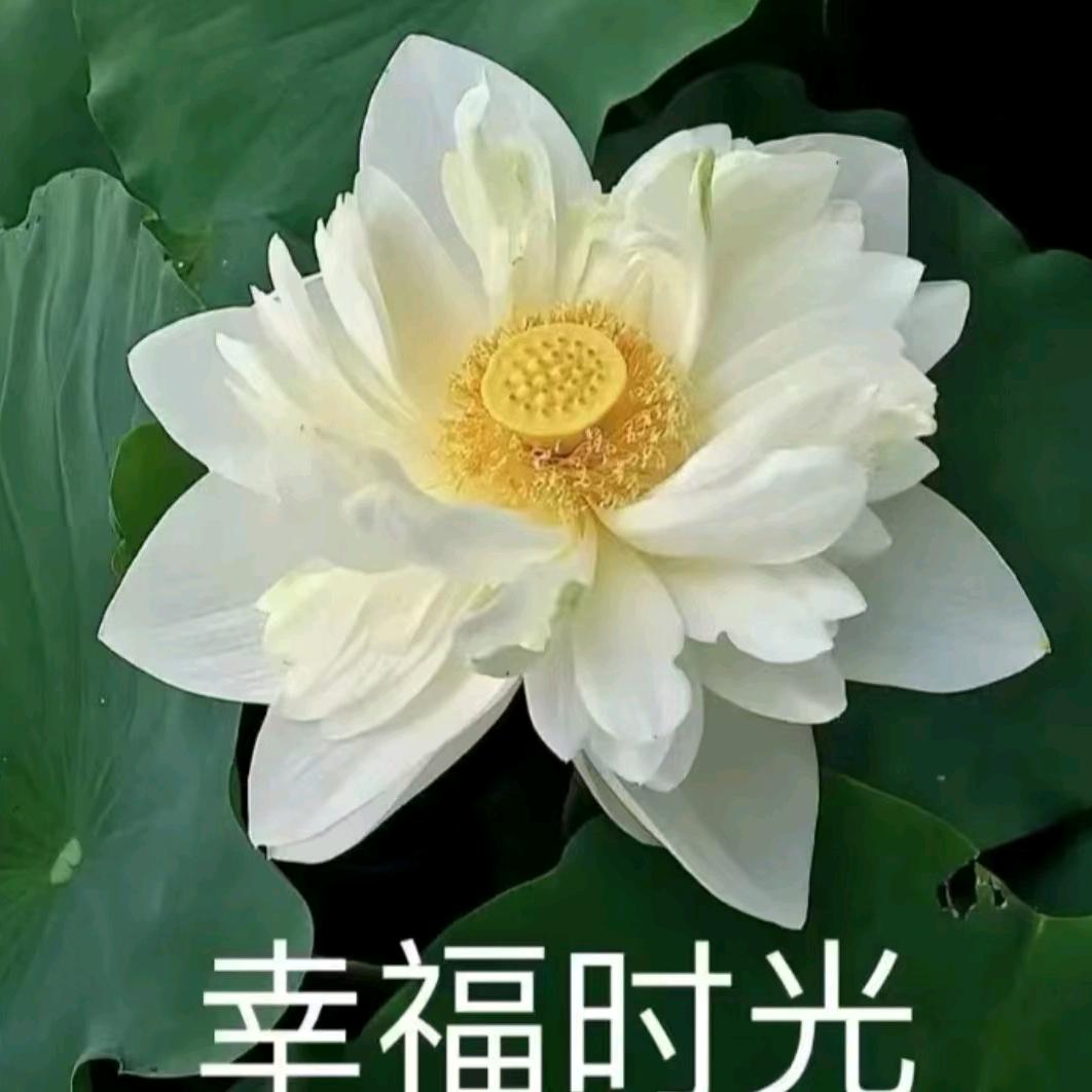 幸福时光