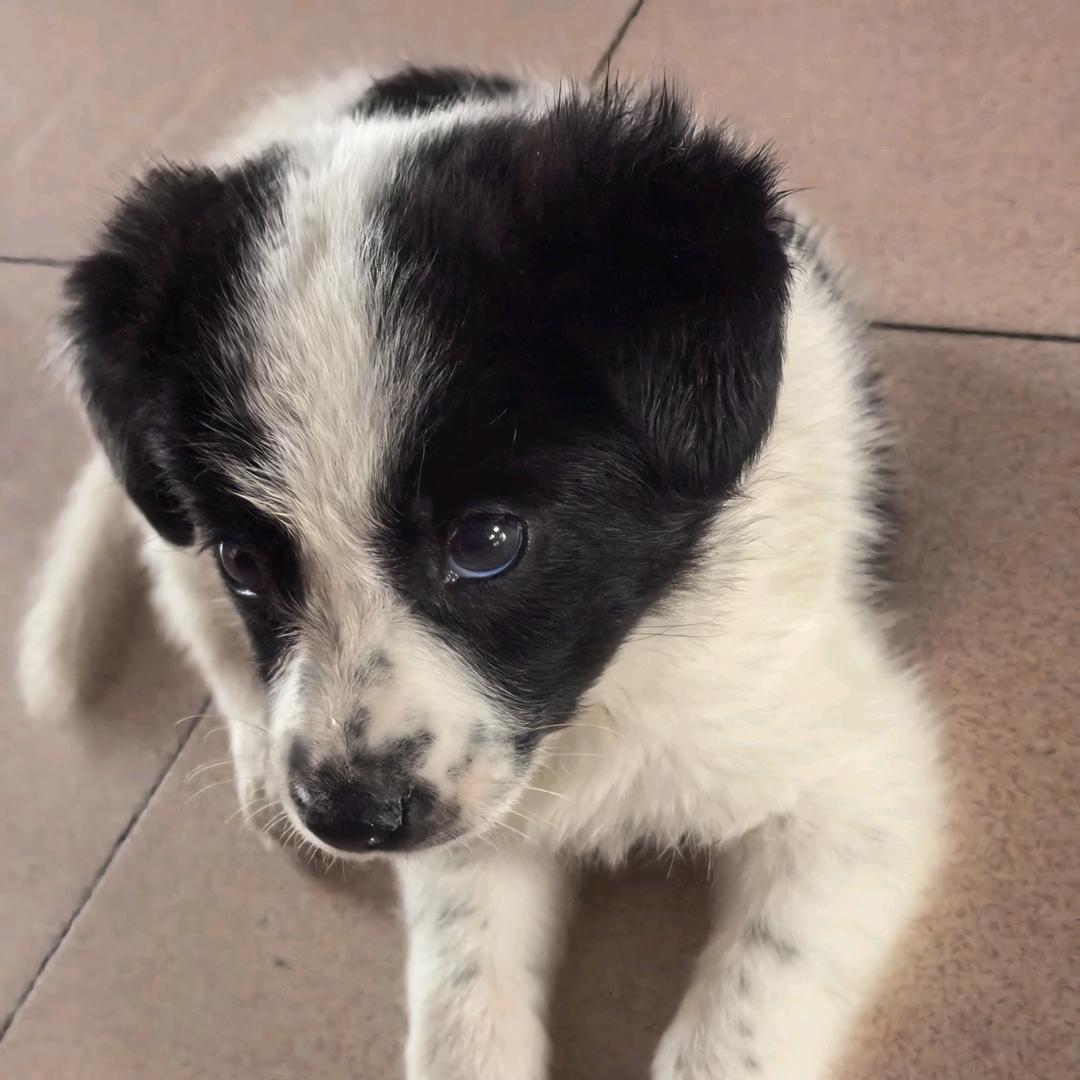 我叫包子🐶