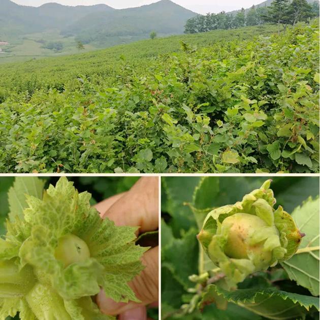 鹏盛山货土特产